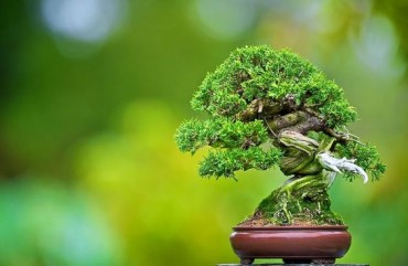Thế giới Mame Bonsai (Bonsai siêu mini) Phần 1