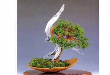 Điểm nhấn trong tạo tác Bonsai