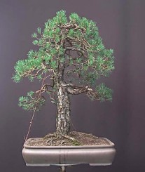 Làm cây theo phong cách tự nhiên (Phần 1)