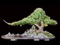 Cây đào tiên Bonsai