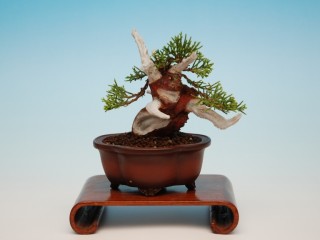 Tạo dáng Juniper P2