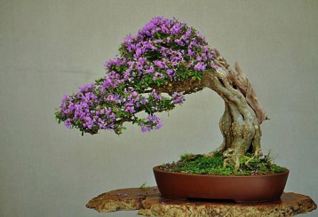 Kỹ thuật làm lão hóa cây cảnh – Phần 2
