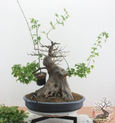 Kỹ thuật ghép xuyên tâm