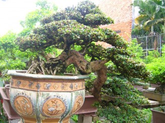 Tìm hiểu cách phân loại Bonsai