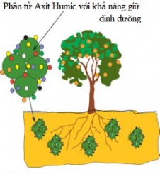 Tác dụng của phân Humic Acid đối với cây trồng