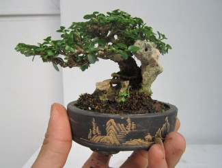 Ký sự cuộc phiêu lưu của cây sam hương - Robert Steven