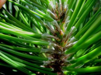 Vòng luân chuyển Auxin ở cây thông đen Nhật Bản