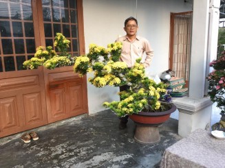 Kinh nghiệm nuôi Trang bonsai