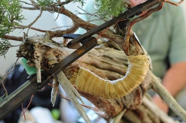 Các phương pháp uốn cành Bonsai căn bản