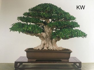 Nhận xét về xu thế phát triển của Bonsai vùng nhiệt đới thời hiện đại