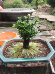 Nhân giống cây trang bằng cách ngâm cành vào nước