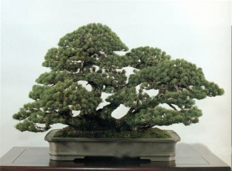 Sự cần thiết của việc cắt tỉa Bonsai