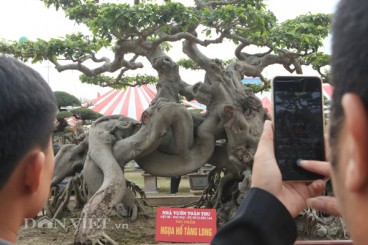 Tác phẩm Ngọa hổ tàng long của triệu phú đô la Phú Thọ