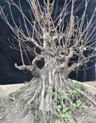 Kỹ thuật bó thân tạo cây Bonsai to