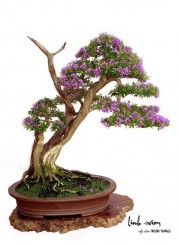 Kỹ thuật làm lão hóa cây cảnh – Phần 1
