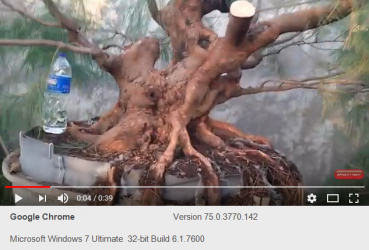 Kỹ thuật nuôi dương Bonsai của David Adji - Phần 1