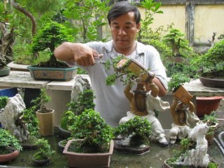 Một số tác phẩm Bonsai của Nghệ Nhân LnVinh