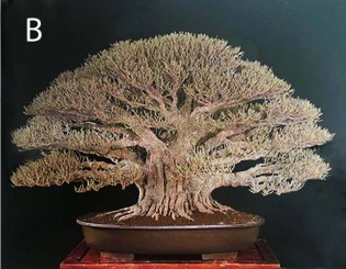Bạn chọn A hay B ?