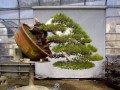 Tạo dáng cây thông đen qua hình ảnh