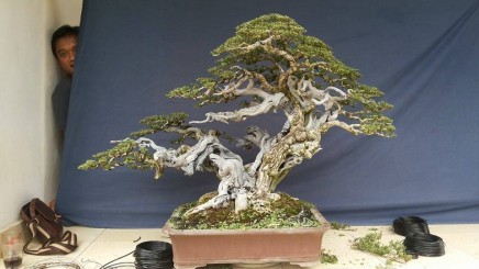 Bonsai Việt Nam đừng copy, sao chép...