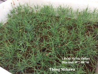 Thông Mikawa