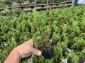 So sánh và phân biệt Itoigawa, duyên tùng, kishu