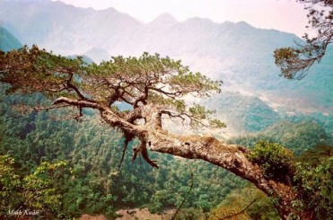 Làm cây theo phong cách tự nhiên (Phần 2)