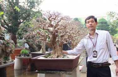 Cây mai chiếu thủy