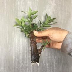 Hướng dẫn giâm cây Trang, Mai chiếu thủy
