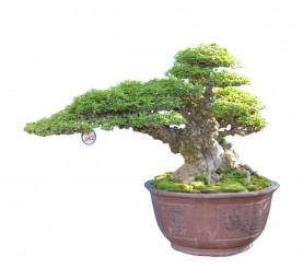 Cây mai chiếu thủy đầu tiên của Việt Nam đoạt giải đặc biệt BCI 2011