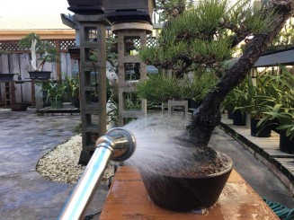 Phòng ngừa nấm bệnh và vệ sinh cho cây trước khi vào mùa ẩm ướt.