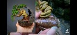 Kỹ thuật đặc biệt tạo cây sam hương bonsai ...