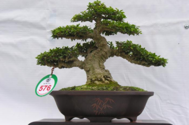 Một số tác phẩm Bonsai Việt Nam