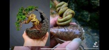 Kỹ thuật đặc biệt tạo cây sam hương bonsai mini