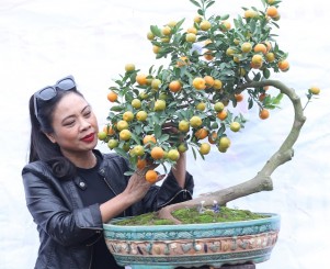 Tinh hoa Quất Việt