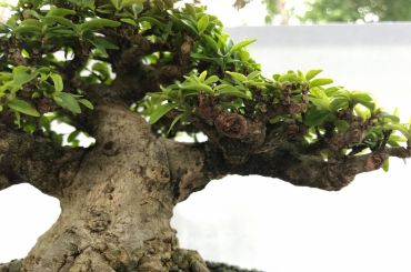 hội chợ và triển lãm Bonsai Gò Vấp 2022