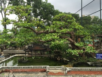 Cây ổi 