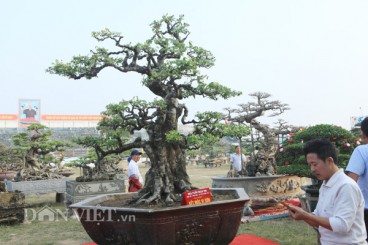 Khế cổ thụ 6 tỷ chưa bán