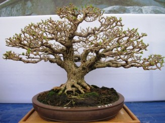Cận cảnh những cây Bonsai đẹp tại triển lãm Yên Tử 2014