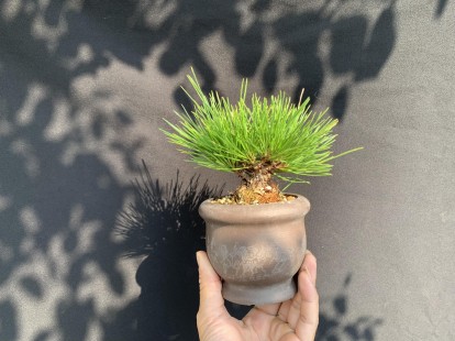 Thông den mikawa Nhật