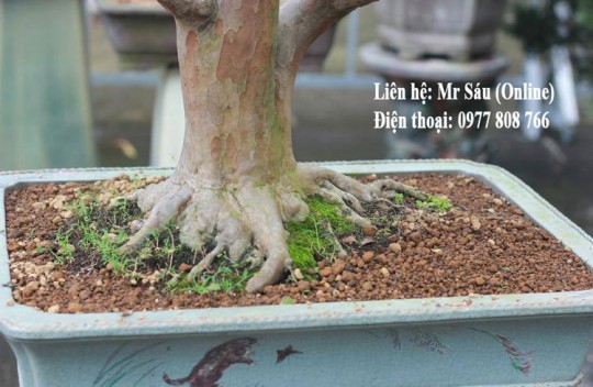 Đất trồng Bonsai Akadama > 5mm