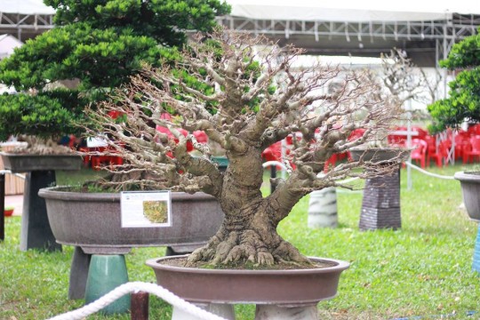 cây sếu Bonsai