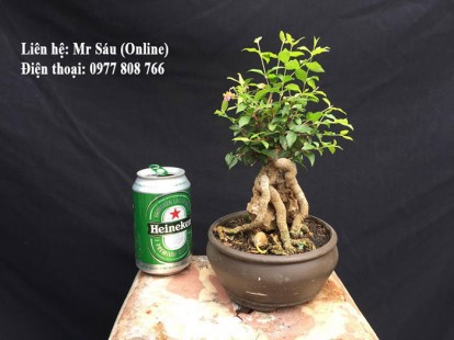 Cây cảnh văn phòng