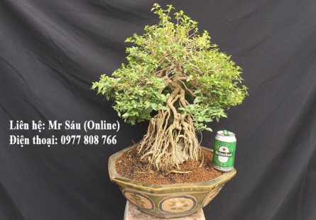 Cây hồng ngọc mai Bonsai bám đá