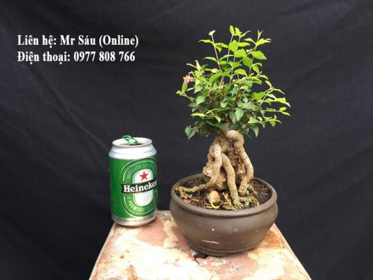 Cây cảnh văn phòng