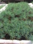 Thùng thông đen Nhật Bản 700 cây