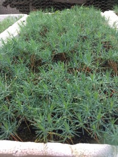 Thùng thông đen Nhật Bản 700 cây