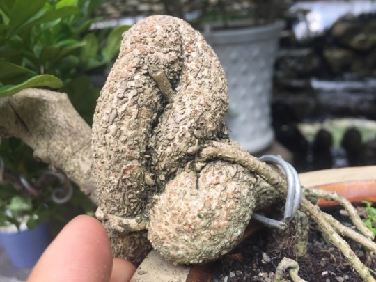 Cây ngâu Bonsai