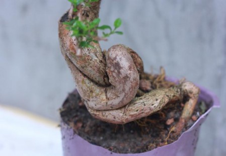 Sam hương Đài Loan
