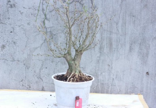 Phôi linh sam gốc cổ thụ